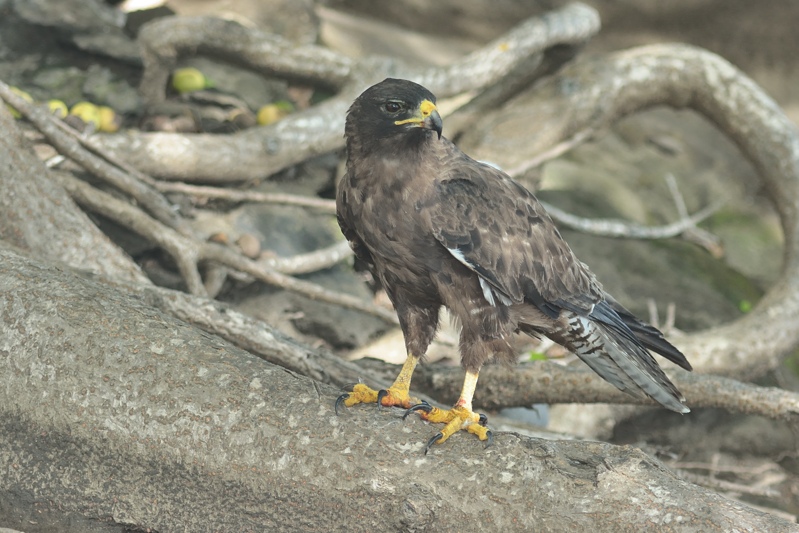 Galpagosbuizerd